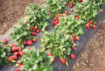 Strawberry - cultivarea și întreținerea, alegerea varietate