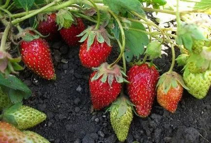 Strawberry - cultivarea și întreținerea, alegerea varietate