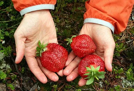 Strawberry - cultivarea și întreținerea, alegerea varietate