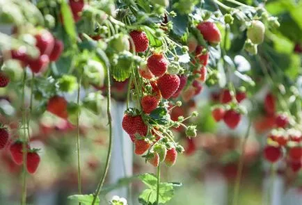 Strawberry - cultivarea și întreținerea, alegerea varietate