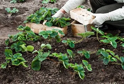 Strawberry - cultivarea și întreținerea, alegerea varietate