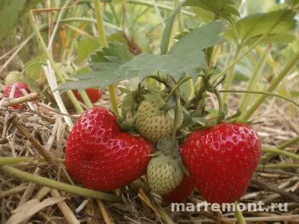 Strawberry полк или растения или да се разпорежда, описание и снимки