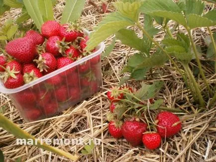 Strawberry ezred növény vagy elidegeníteni, leírás és képek