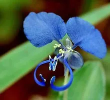 Commelina - cultivare, plantare, îngrijire, de reproducție