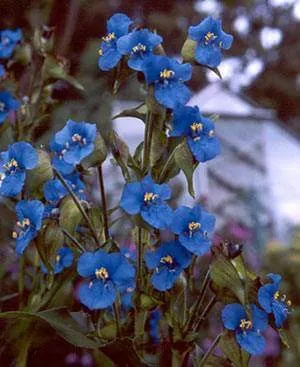 Klubnenosnogo Commelina (Commelina tuberosa)