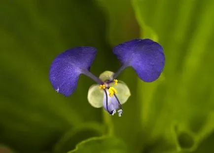 Commelina klubnenosnogo и обикновени снимки, описание, засаждане и грижи - моят живот