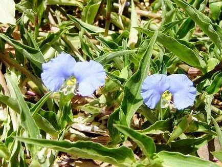 Commelina communis - ültetés és gondozás