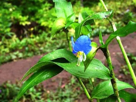 Commelina communis - ültetés és gondozás