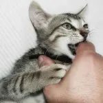 Котенцето meows когато правите вашите ръце, защо, какво да направите, ако малки meows постоянно, без да
