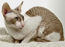 Cat - a legcsodálatosabb és titokzatos lény - lapos, mint élőhely