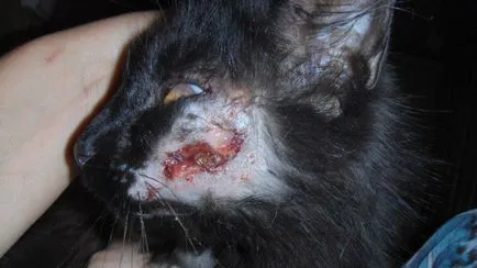Pisicile care au nevoie de ajutor! Societatea orașului Pervouralsk pentru protecția animalelor