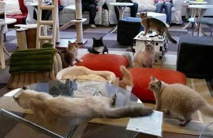 cafenea Cat pentru iubitorii de pisici, toate pisoi preferate si pisicile ^ _ ^