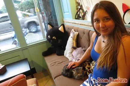 Cat Café в Пукет за тези, които обичат животните