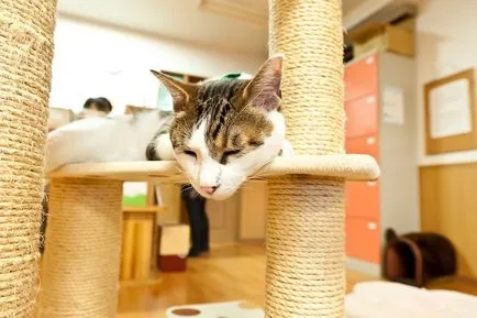 cafenea Cat pentru iubitorii de pisici, toate pisoi preferate si pisicile ^ _ ^