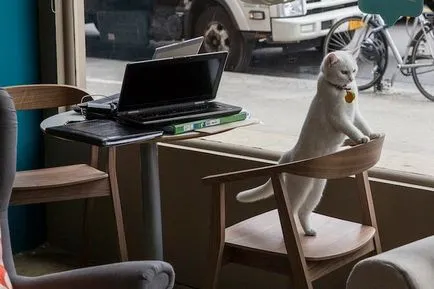 cafenea Cat pentru iubitorii de pisici, toate pisoi preferate si pisicile ^ _ ^