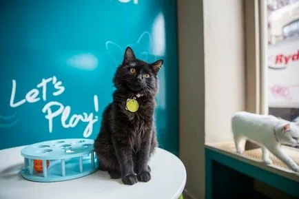 cafenea Cat pentru iubitorii de pisici, toate pisoi preferate si pisicile ^ _ ^