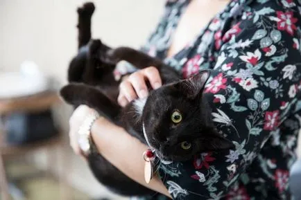 cafenea Cat pentru iubitorii de pisici, toate pisoi preferate si pisicile ^ _ ^