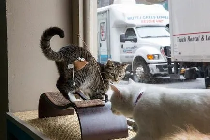 cafenea Cat pentru iubitorii de pisici, toate pisoi preferate si pisicile ^ _ ^