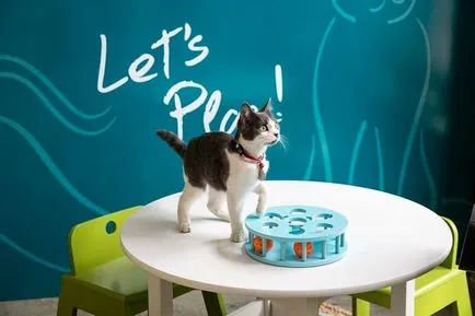 cafenea Cat pentru iubitorii de pisici, toate pisoi preferate si pisicile ^ _ ^