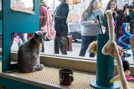 cafenea Cat pentru iubitorii de pisici, toate pisoi preferate si pisicile ^ _ ^