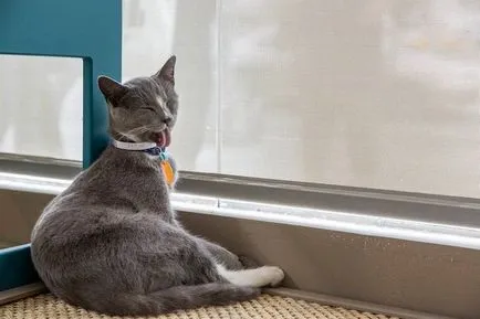 cafenea Cat pentru iubitorii de pisici, toate pisoi preferate si pisicile ^ _ ^