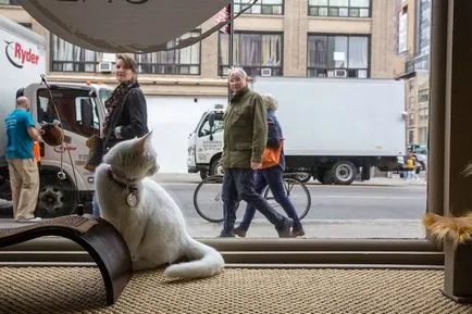 cafenea Cat pentru iubitorii de pisici, toate pisoi preferate si pisicile ^ _ ^