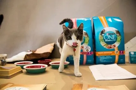 cafenea Cat pentru iubitorii de pisici, toate pisoi preferate si pisicile ^ _ ^