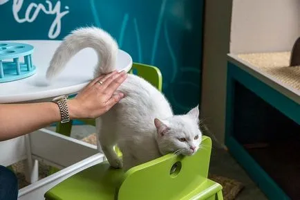 cafenea Cat pentru iubitorii de pisici, toate pisoi preferate si pisicile ^ _ ^