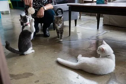 cafenea Cat pentru iubitorii de pisici, toate pisoi preferate si pisicile ^ _ ^