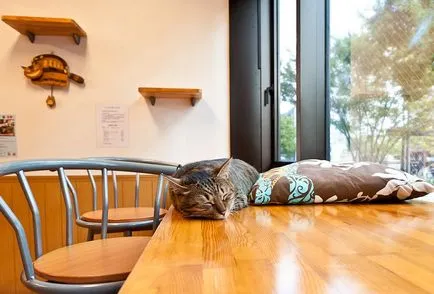 cafenea Cat pentru iubitorii de pisici, toate pisoi preferate si pisicile ^ _ ^