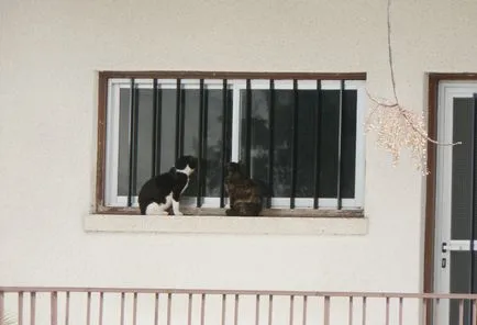 Pisici în Cipru
