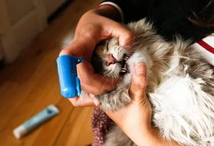 Cat fogai kell figyelmet és gondoskodást