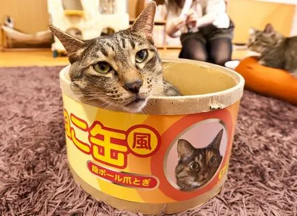 cafenea Cat pentru iubitorii de pisici, toate pisoi preferate si pisicile ^ _ ^