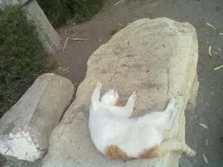 Macskák Ciprus