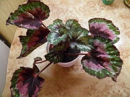 de îngrijire la domiciliu Royal Begonia, frunze fotografie, reproducere