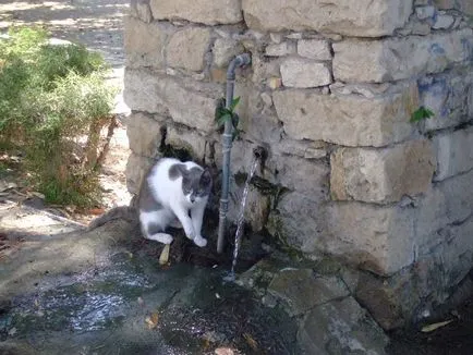 Pisici în Cipru