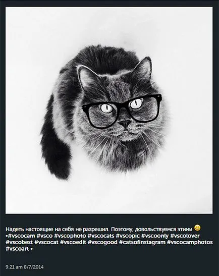 Tömítések a hálózat 12 legjobb Instagram-rajongók számára a szőrös háziállat, hello! Oroszország