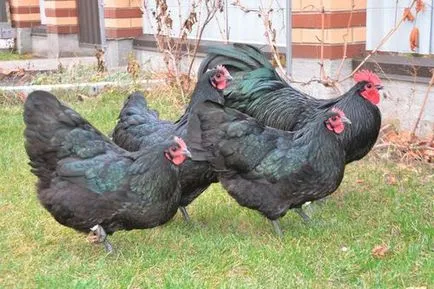 Pui Australorp negru, negru-pestriț descriere rasa, de reproducere, comentarii