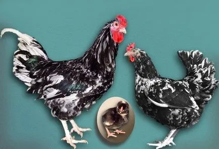 Csirkék australorp fekete, fekete-tarka fajta leírás, tenyésztés, vélemények