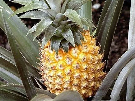 Pui cu banane și ananas - un pas cu pas de preparare de feluri de mâncare, această rețetă imagini - gătit