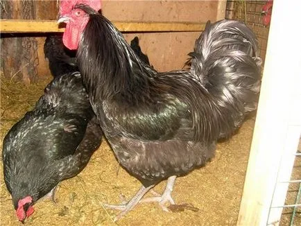 Пилета Australorp черно, черно-шарен описание порода, размножаване, прегледи
