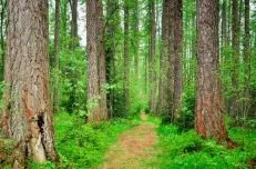 Lindulovskaya grove a leningrádi régióban térkép