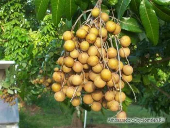 Longan (ochi de dragon) - fructe exotice utile proprietăți, recenzii și comentarii