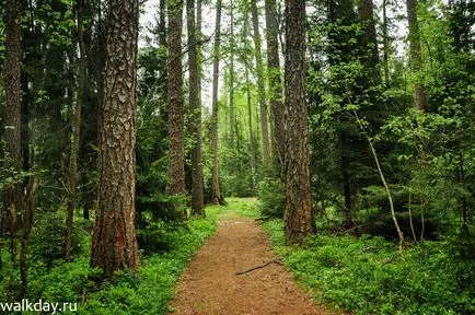 Lindulovskaya Grove, walkday