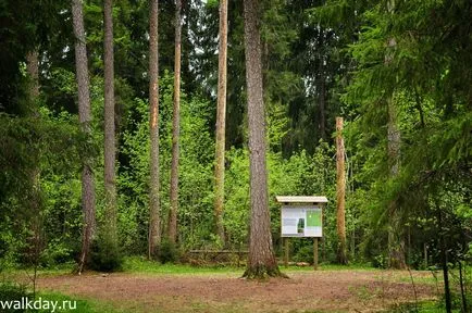 Lindulovskaya Grove, walkday