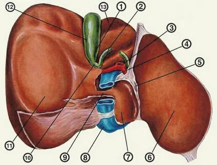 Radial diagnosztika patológia Az epehólyag és epeutak - mintegy kurzantseva