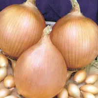 Onion 