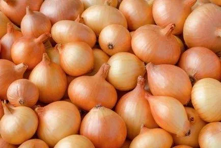 Onion Onion sturon описание на сорта, снимки