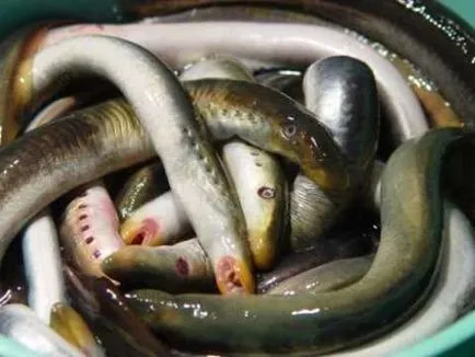 Ecetes lamprey, élelmezés