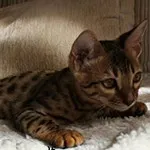 Митове и легенди за Бенгал котка, леопард shahnnru на